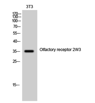 Olfactory receptor 2W3 rabbit pAb Antibody