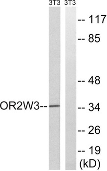 Olfactory receptor 2W3 rabbit pAb Antibody