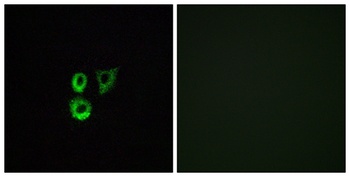 Olfactory receptor 2T3/34 rabbit pAb Antibody