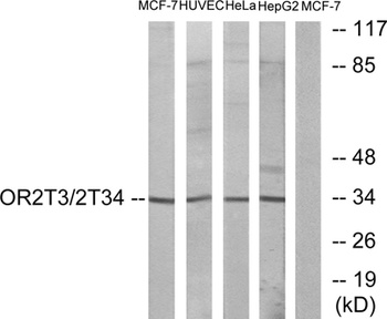 Olfactory receptor 2T3/34 rabbit pAb Antibody