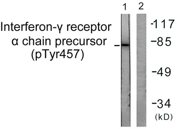 IFN-γRα (phospho Tyr457) rabbit pAb