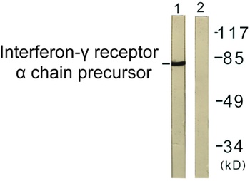 IFN-γRα rabbit pAb