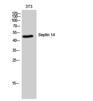 Septin 14 rabbit pAb Antibody
