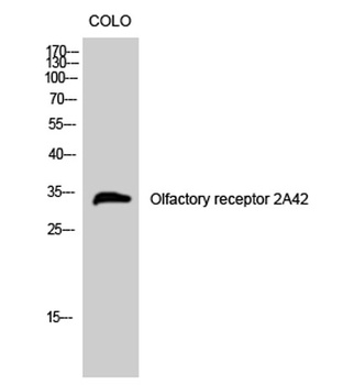 Olfactory receptor 2A42 rabbit pAb Antibody