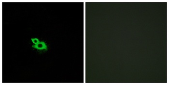 Olfactory receptor 2A42 rabbit pAb Antibody