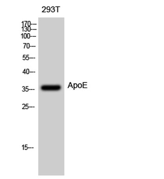 ApoE rabbit pAb Antibody