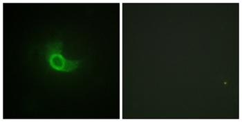 CD130 rabbit pAb