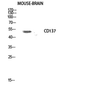 CD137 rabbit pAb Antibody