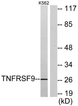 CD137 rabbit pAb Antibody
