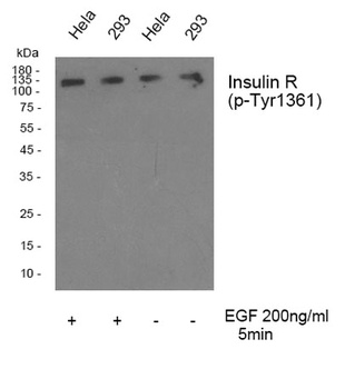 Insulin R (phospho Tyr1361) rabbit pAb