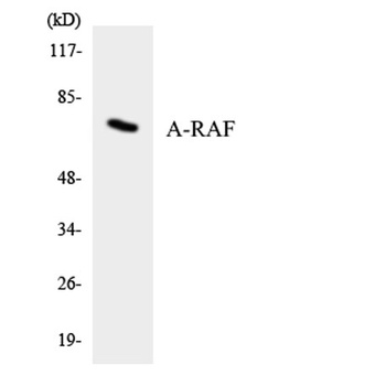 A-Raf rabbit pAb Antibody