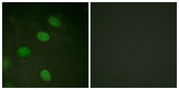 AP-1 (phospho Thr231) rabbit pAb