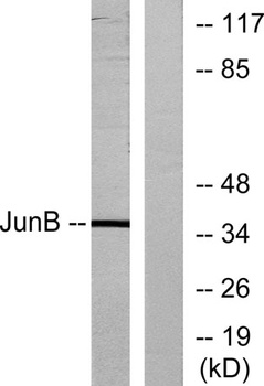 Jun B rabbit pAb