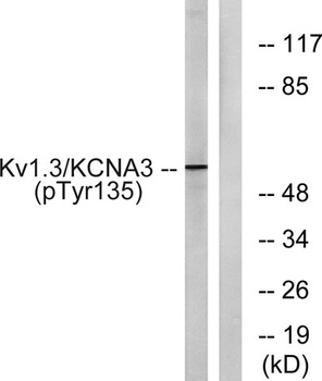 Kv1.3 (phospho Tyr187) rabbit pAb