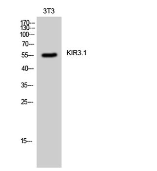 KIR3.1 rabbit pAb Antibody