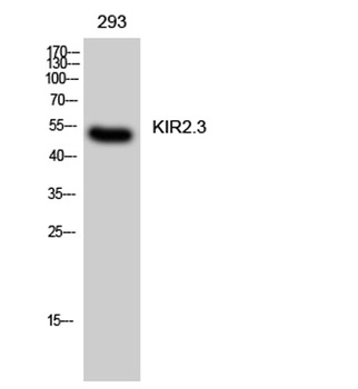 KIR2.3 rabbit pAb Antibody