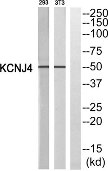 KIR2.3 rabbit pAb Antibody