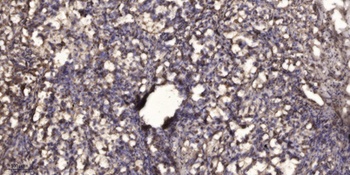 KIR2.3 rabbit pAb Antibody