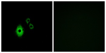 KIR3.4 rabbit pAb Antibody