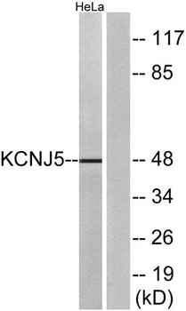 KIR3.4 rabbit pAb Antibody