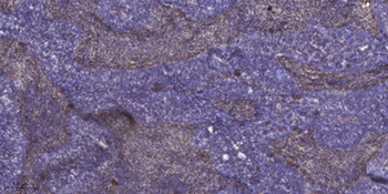 KIR3.4 rabbit pAb Antibody