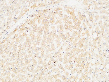 Arginase I rabbit pAb