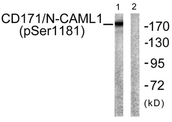 NCAM-L1 (phospho Ser1181) rabbit pAb