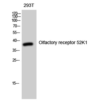 Olfactory receptor 52K1 rabbit pAb Antibody