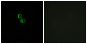 Olfactory receptor 51B6 rabbit pAb Antibody
