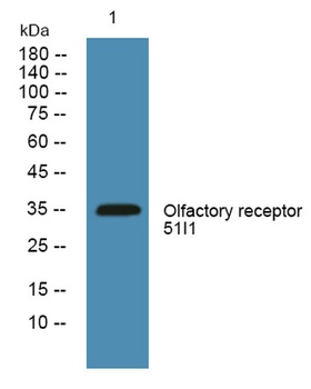 Olfactory receptor 51I1 rabbit pAb Antibody