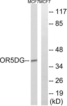 Olfactory receptor 5D16 rabbit pAb Antibody