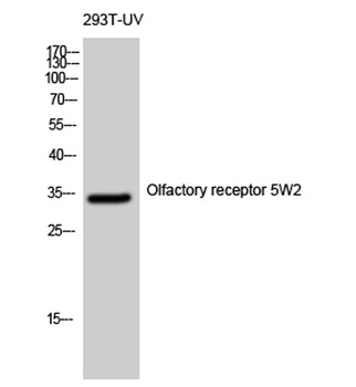 Olfactory receptor 5W2 rabbit pAb Antibody