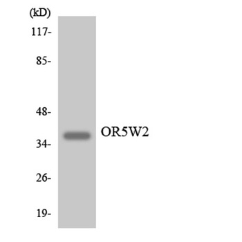Olfactory receptor 5W2 rabbit pAb Antibody