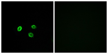 Olfactory receptor 5M9 rabbit pAb Antibody