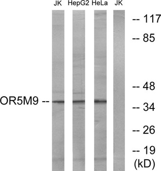 Olfactory receptor 5M9 rabbit pAb Antibody