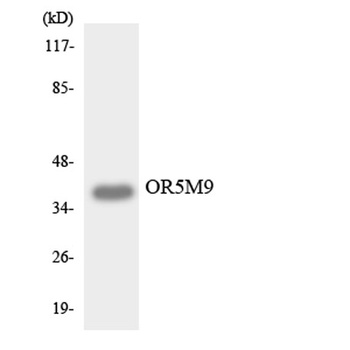 Olfactory receptor 5M9 rabbit pAb Antibody