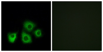 Olfactory receptor 5M1/5M10 rabbit pAb Antibody