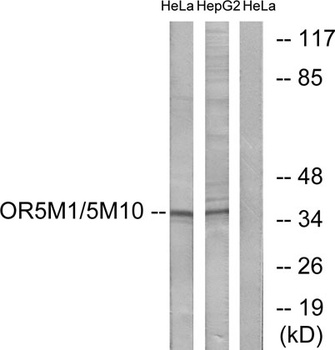 Olfactory receptor 5M1/5M10 rabbit pAb Antibody