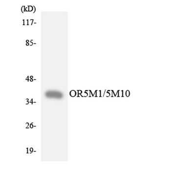 Olfactory receptor 5M1/5M10 rabbit pAb Antibody