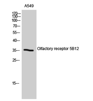 Olfactory receptor 5B12 rabbit pAb Antibody