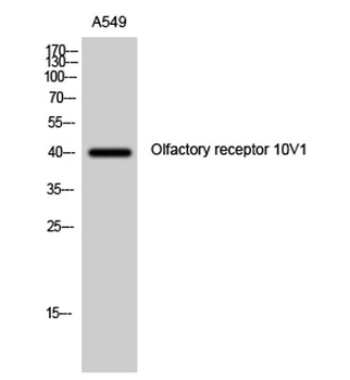 Olfactory receptor 10V1 rabbit pAb Antibody