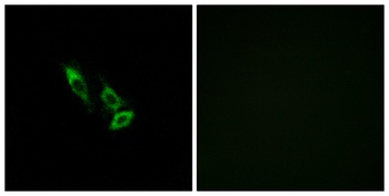 Olfactory receptor 10V1 rabbit pAb Antibody