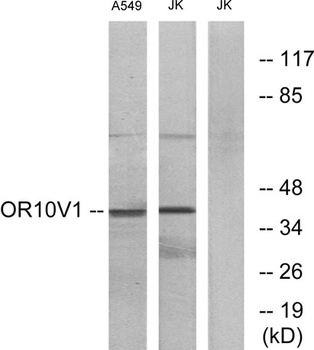 Olfactory receptor 10V1 rabbit pAb Antibody