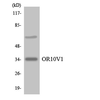 Olfactory receptor 10V1 rabbit pAb Antibody