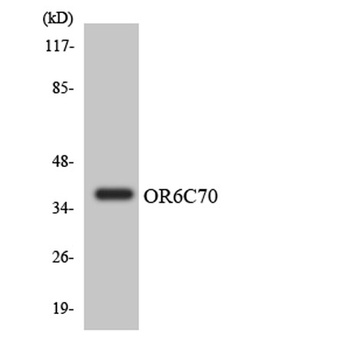 Olfactory receptor 6C70 rabbit pAb Antibody