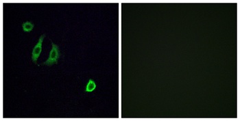 Olfactory receptor 4F6 rabbit pAb Antibody
