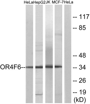 Olfactory receptor 4F6 rabbit pAb Antibody