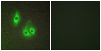 Laminin α-3 rabbit pAb Antibody