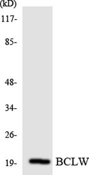 Laminin α-3 rabbit pAb Antibody