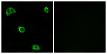 Olfactory receptor 10K1/2 rabbit pAb Antibody